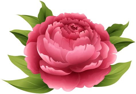peony clip art